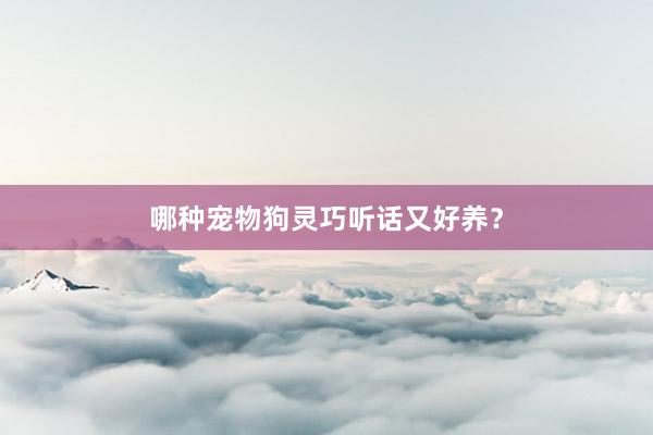 哪种宠物狗灵巧听话又好养？