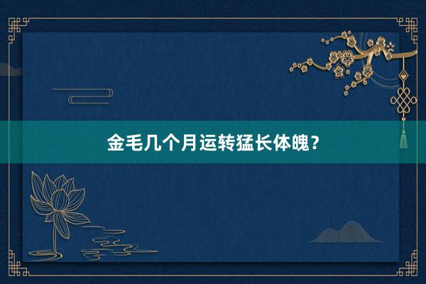 金毛几个月运转猛长体魄？